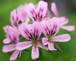 Geranio_botoquin aromatico